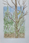 Forest In Spring