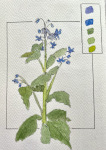 John's Borage